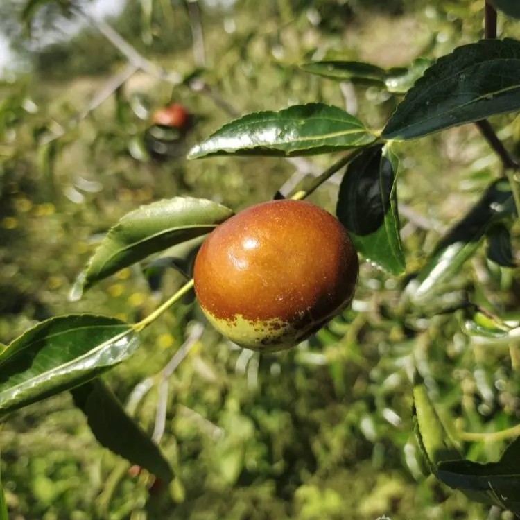 Longpan Winter Jujube Tree (龙蟠冬枣) - Image 2