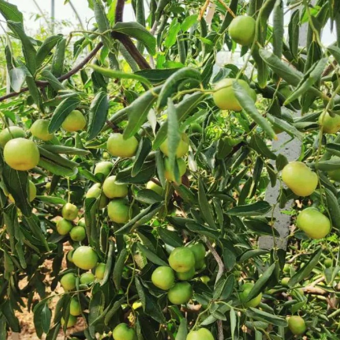 Longpan Winter Jujube Tree (龙蟠冬枣) - Image 3