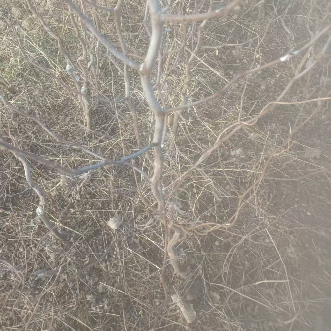 Longpan Winter Jujube Tree (龙蟠冬枣) - Image 4