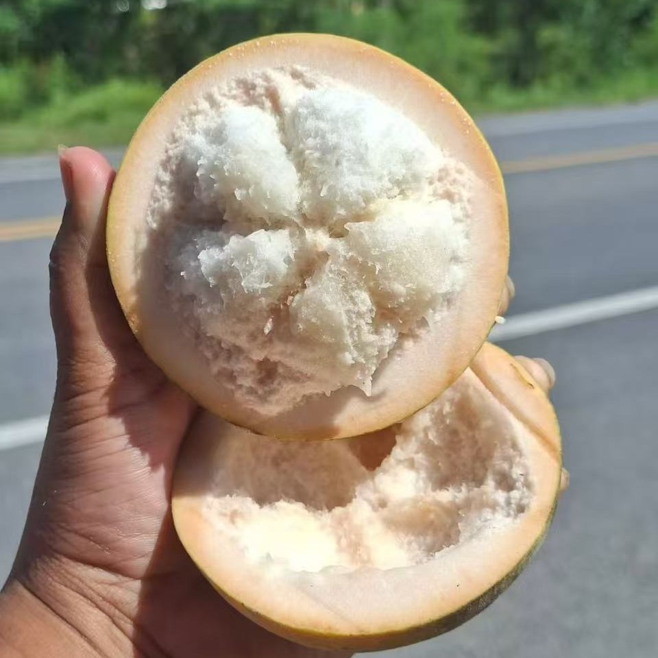 Thai Pui Fai Santol Tree
