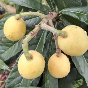 Xinbei No. 4 Loquat Tree (新北4号枇杷)