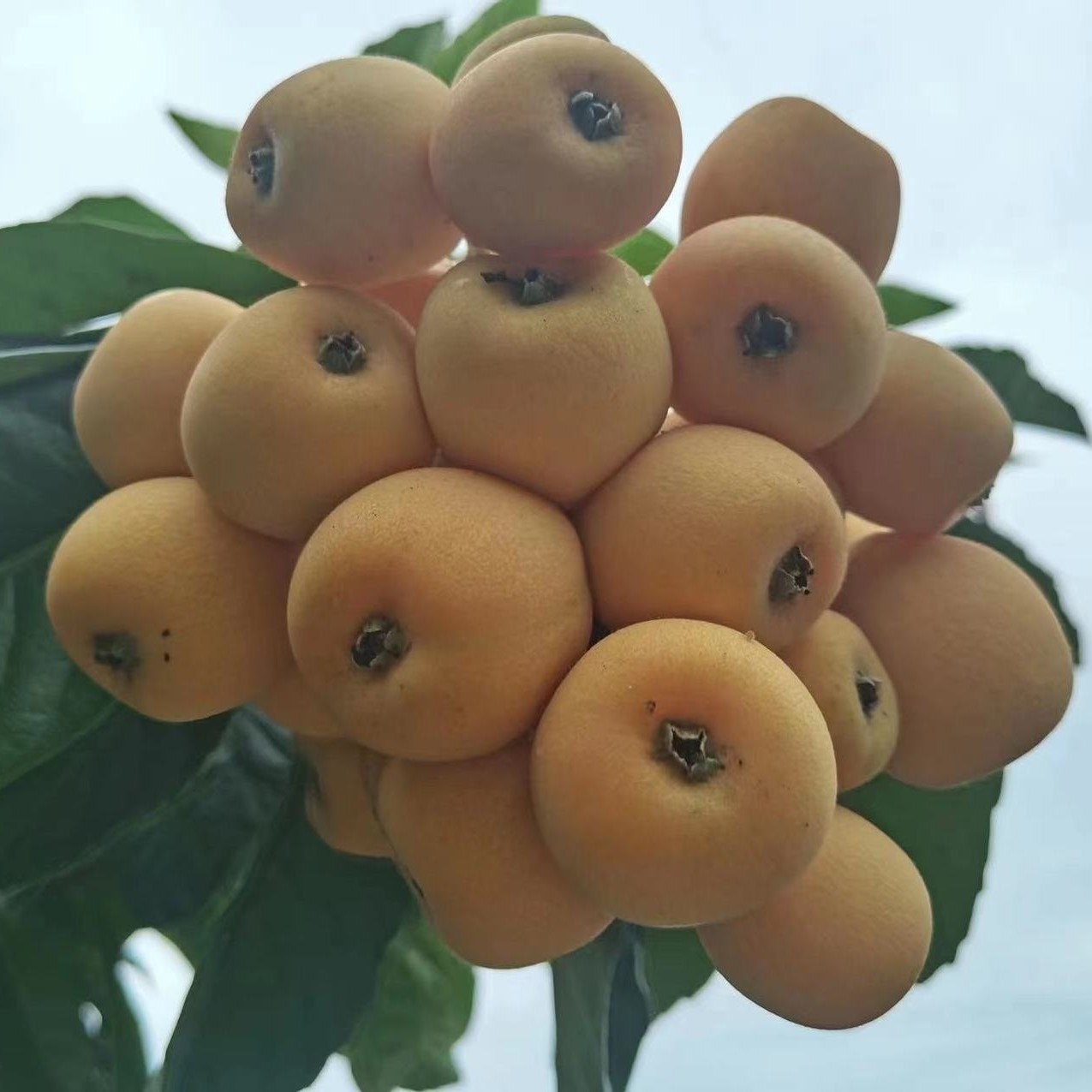 Spring Flower Loquat No. 1 Tree (春花1号枇杷)
