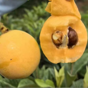 Guozhenhao No. 4 Loquat Tree (果真好4号枇杷)