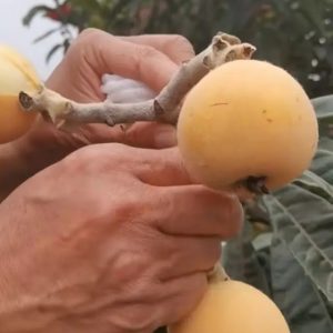 Snow White Loquat Tree (白雪公主枇杷)