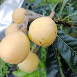 Snow White Loquat Tree (白雪公主枇杷)