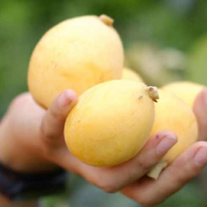 White Prince Loquat Tree (白马王子枇杷)