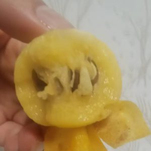 Jinyu Loquat Tree (金玉枇杷)