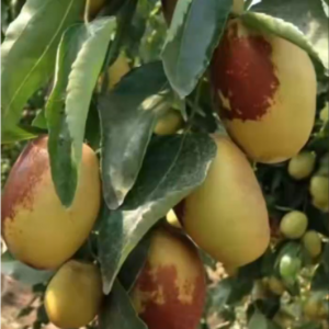 Crispy Honey Jujube Tree (香脆蜜枣)