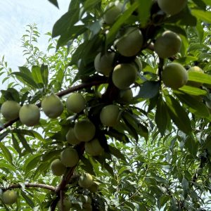 Jujin No. 2 Plum Tree (巨进2号李)