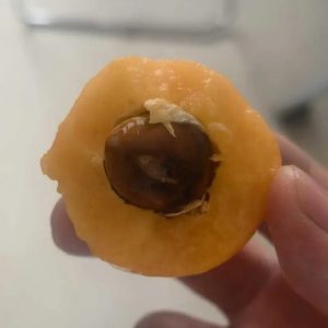 Changhong Loquat Tree (长虹枇杷)