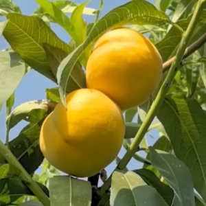 Zhongtao Jinyu No.1 Yellow Peach (中桃金玉1号黄桃)