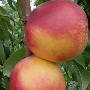 Zhongyou No. 7 Nectarine (中油7号桃)