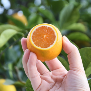 Lianjiang Red Orange (廉江红橙)