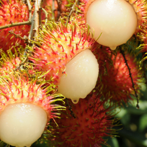 Rambutan Tree Baoyan No. 7 (保研7号红毛丹)