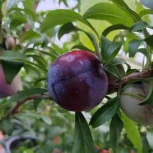 Black Amber Plum Tree (黑宝石李)
