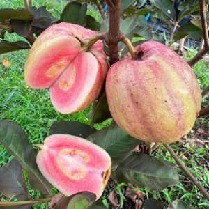 Spotted Red Diamond Guava Tree (光斑番石榴)