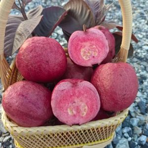 Daeng Ayothaya No. 3 Guava Tree (大城/阿育塔3号番石榴)