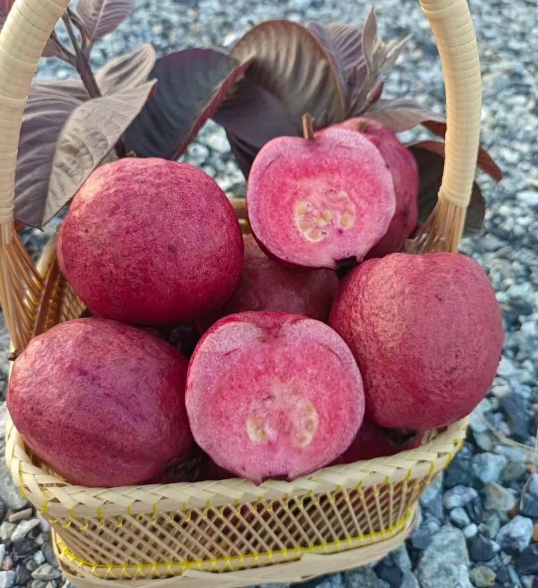 Daeng Ayothaya No. 3 Guava Tree (大城/阿育塔3号番石榴)