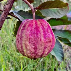Panita Red Guava Tree (帕尼塔红番石榴)