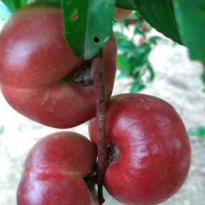 Mingyue Flat Nectarine Tree (明月油蟠桃)