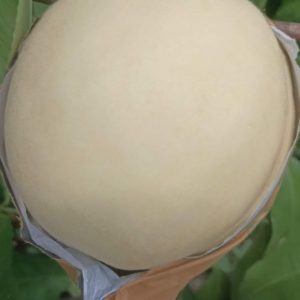 Sakura White Peach 014 Tree (014樱花白桃)