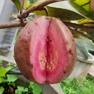 Sasithorn Red Variegated Guava Tree (火焰彩虹/莎诗通红番石榴)