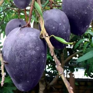 Short-Fruited Black Stone Mango Tree (短果版黑石芒果)