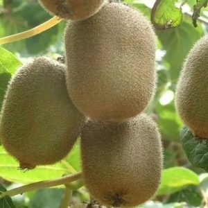 Qin Mei Kiwi Vine (秦美猕猴桃)