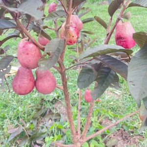 Red Lava Guava Tree (红熔岩/红千鸟番石榴)