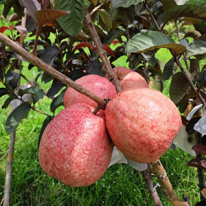 Strawberry Red Guava Tree (草莓红番石榴)