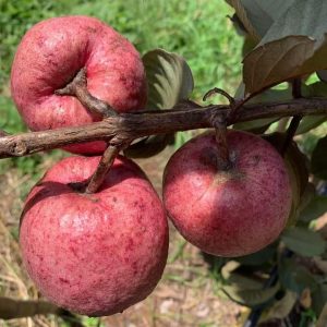 Sap Narai Red Guava Tree (萨普纳莱红番石榴)