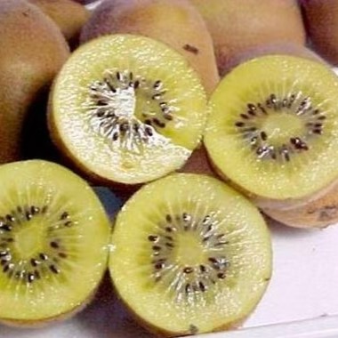 Jin Nong No. 2 Kiwi Vine (金农二号猕猴桃) - Image 2