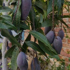 Long-Fruited Black Stone Mango Tree (长果版黑石芒果)