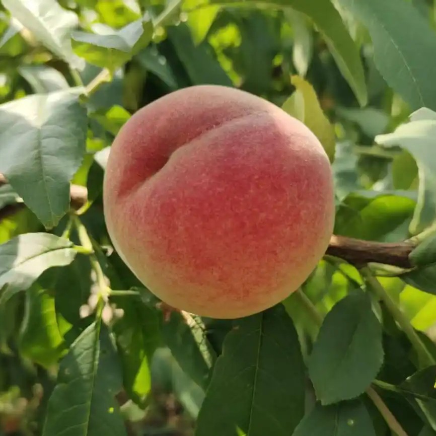 Zhongtao No. 15 White Peach Tree (中桃15号白桃)