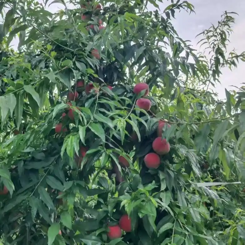 Zhongtao No. 15 White Peach Tree (中桃15号白桃) - Image 2