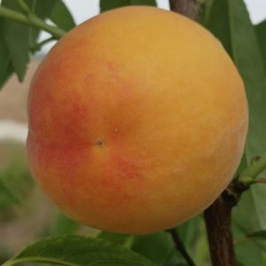 Ji Xiao Xia Yellow Peach Tree (姬小夏黄桃)