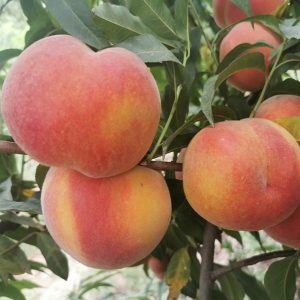 Zhongtao Kangya No. 4 Yellow Peach Tree (中桃抗蚜4号黄桃)