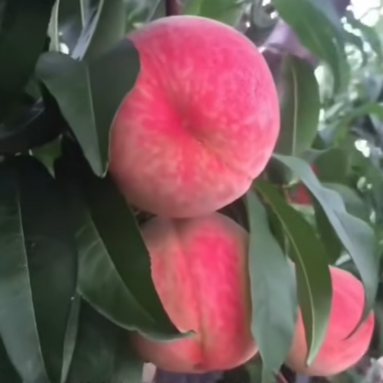 Zhongtao Kangya No. 52 White Peach Tree (中桃抗蚜52号白桃) - Image 2