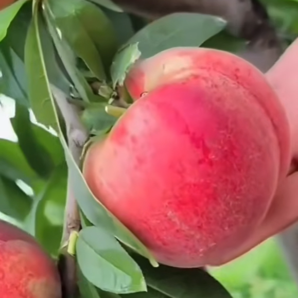 Zhongtao Kangya No. 52 White Peach Tree (中桃抗蚜52号白桃)