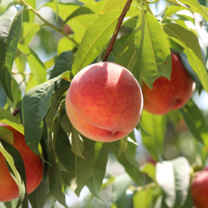 Takinosawa Gold Yellow Peach Tree ( 泷泽黄金黄桃)