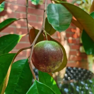 Star Apple Tree