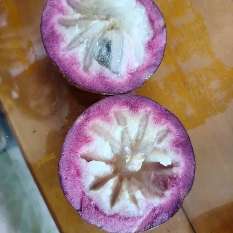 Star Apple Tree - Image 2