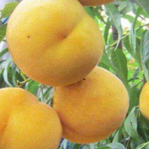 Zhongtao Jinyi Yellow Peach Tree ( 中桃金饴黄桃)