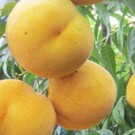 Zhongtao Jinyi Yellow Peach Tree ( 中桃金饴黄桃)