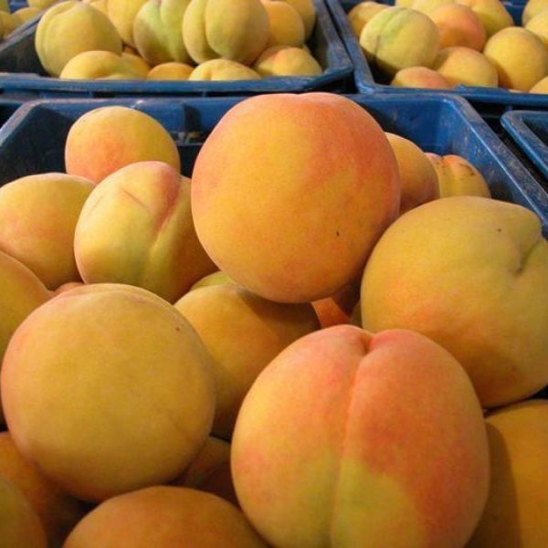 Zhongtao Jinyi Yellow Peach Tree ( 中桃金饴黄桃) - Image 2
