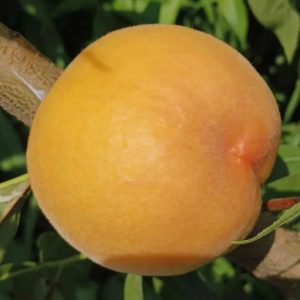 Golden Honey Peach No. 10 Tree (黄金蜜桃10号)