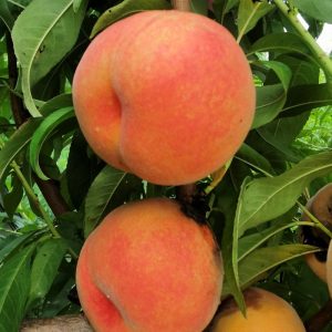 Golden Honey Peach No. 12 Tree (黄金蜜桃12号)