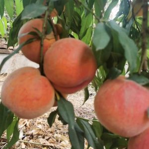 Golden Honey Peach No. 13 Tree (黄金蜜桃13号)