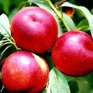 Zhongyou No. 36 Nectarine Tree (中油36号桃)