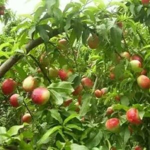 Zhongyou No. 5 – Superior Selection Nectarine Tree (中油5号优系桃)